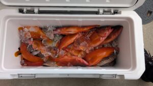 メチャメチャハマった