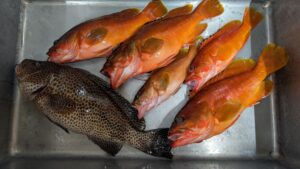 釣船に巡り合って早5ヶ月😆